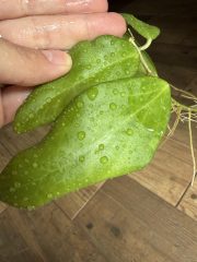 IMG_2705.jpeg