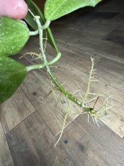 IMG_2706.jpeg