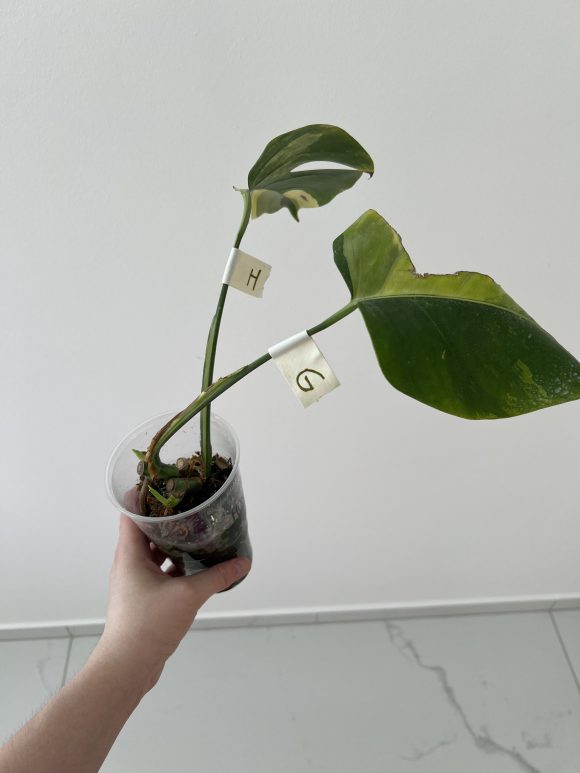 tempImageh1XKrp.jpg