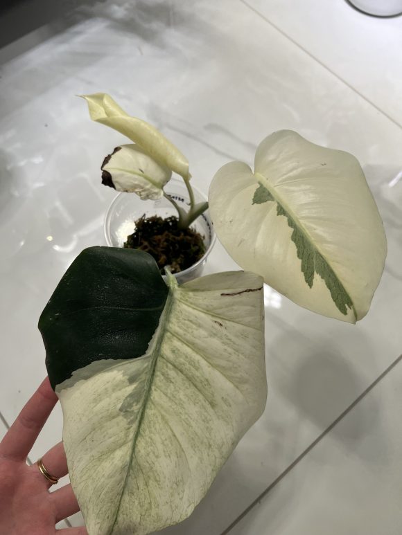 tempImageak6CJm.jpg