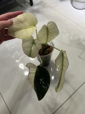 Monstera D. Mint