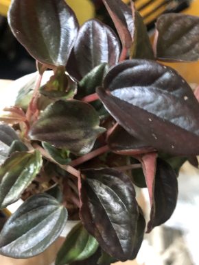 Peperomia Limě - list k zakořeněni