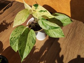 Epipremnum Snow Queen
