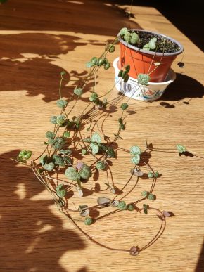 Caropegia woodii