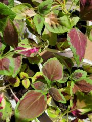 IMG_20260510_161833.jpg