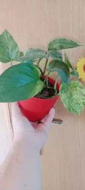 Epipremnum