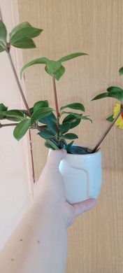 Peperomia