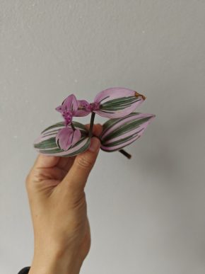 Zakořeněný kvetoucí řízek Tradescantia Nanouk / voděnka,poděnka
