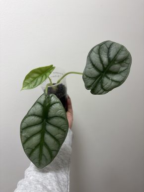 Alocasia Baginda ‘Silver Dragon’