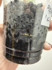 IMG_1176.jpeg