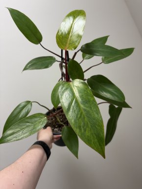 Philodendron painted lady
