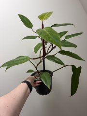 IMG_1195.jpeg