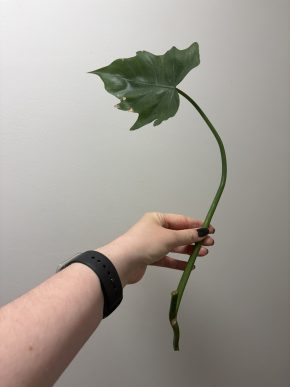 Philodendron radiatum