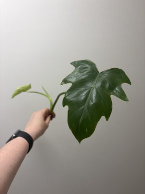 Philodendron radiatum