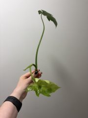 IMG_1201.jpeg