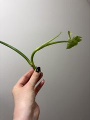 IMG_1203.jpeg