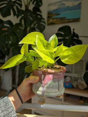 Epipremnum neon