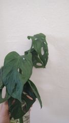 IMG_20260516_120525575.jpg