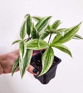 Dracaena Surculosa White