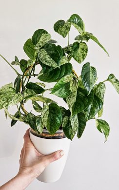 Epipremnum Pinnatum Marble Albo