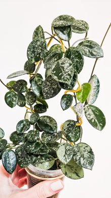 Hoya mathilde silver splash