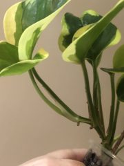 IMG_3631.jpeg