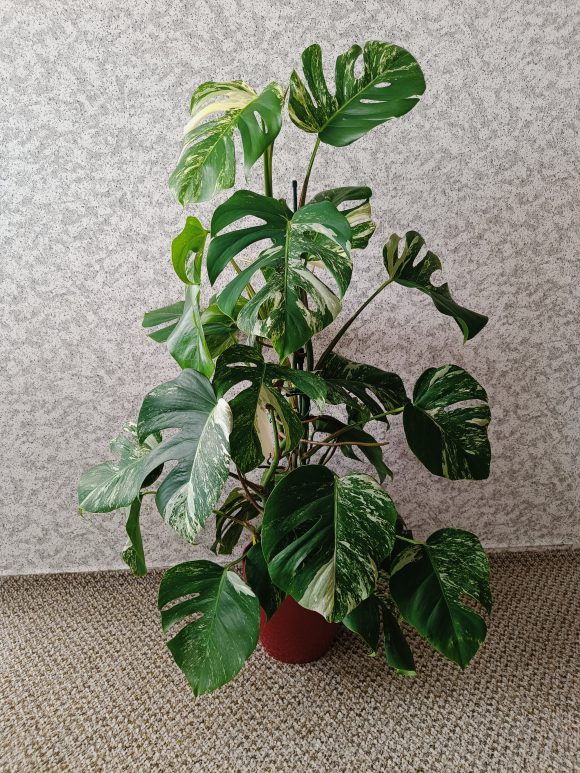 variegata.jpg