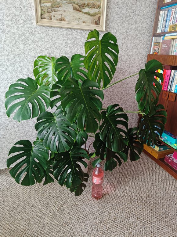 monstera.jpg
