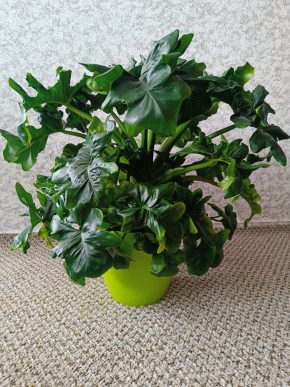 Philodendron ATOM