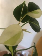 IMG_3639.jpeg