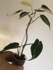 IMG_3640.jpeg