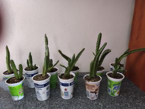 Stapelia grandiflora - smrdutka
