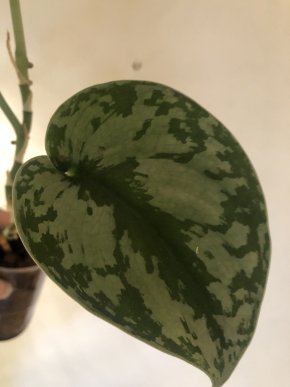 Scindapsus pictus Exotika - stonkovy řizek