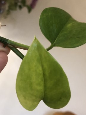 Epipremnum Jessenia-vrcholový řizek