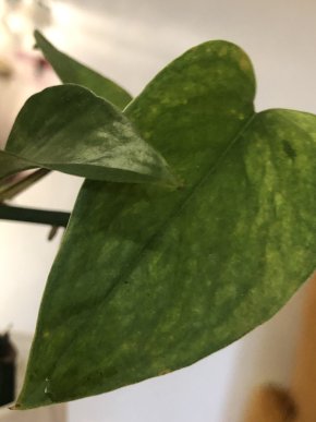 Epipremnum Jessenia - stonkovy řizek