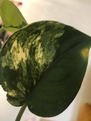 IMG_3650.jpeg