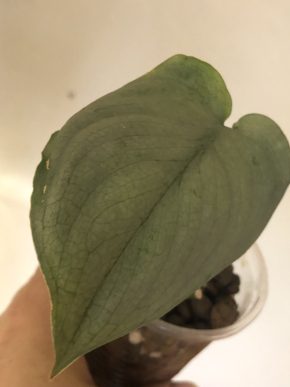 Scindapsus Platinum - rostlina