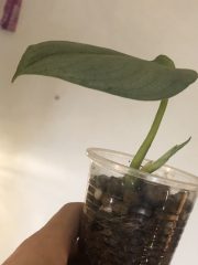 IMG_3645.jpeg