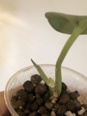 IMG_3646.jpeg