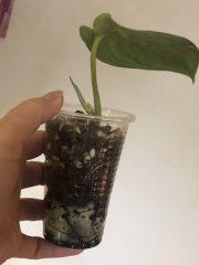 IMG_3647.jpeg