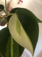 IMG_3638.jpeg