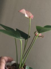 IMG_3628.jpeg