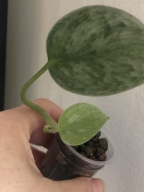 Scindapsus Silver Ann  - rostlina