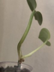 IMG_3625.jpeg