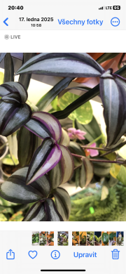 Tradescantia Quadricolor - čerstvý řizek