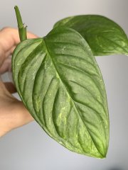 IMG_0069.jpeg