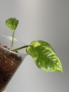 Epipremnum aureum Lemon Meringue