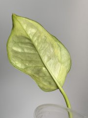 IMG_0114.jpeg