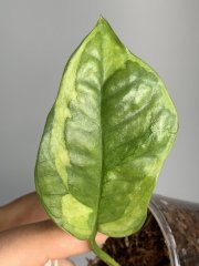 IMG_0117.jpeg