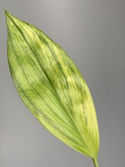 IMG_0133.jpeg